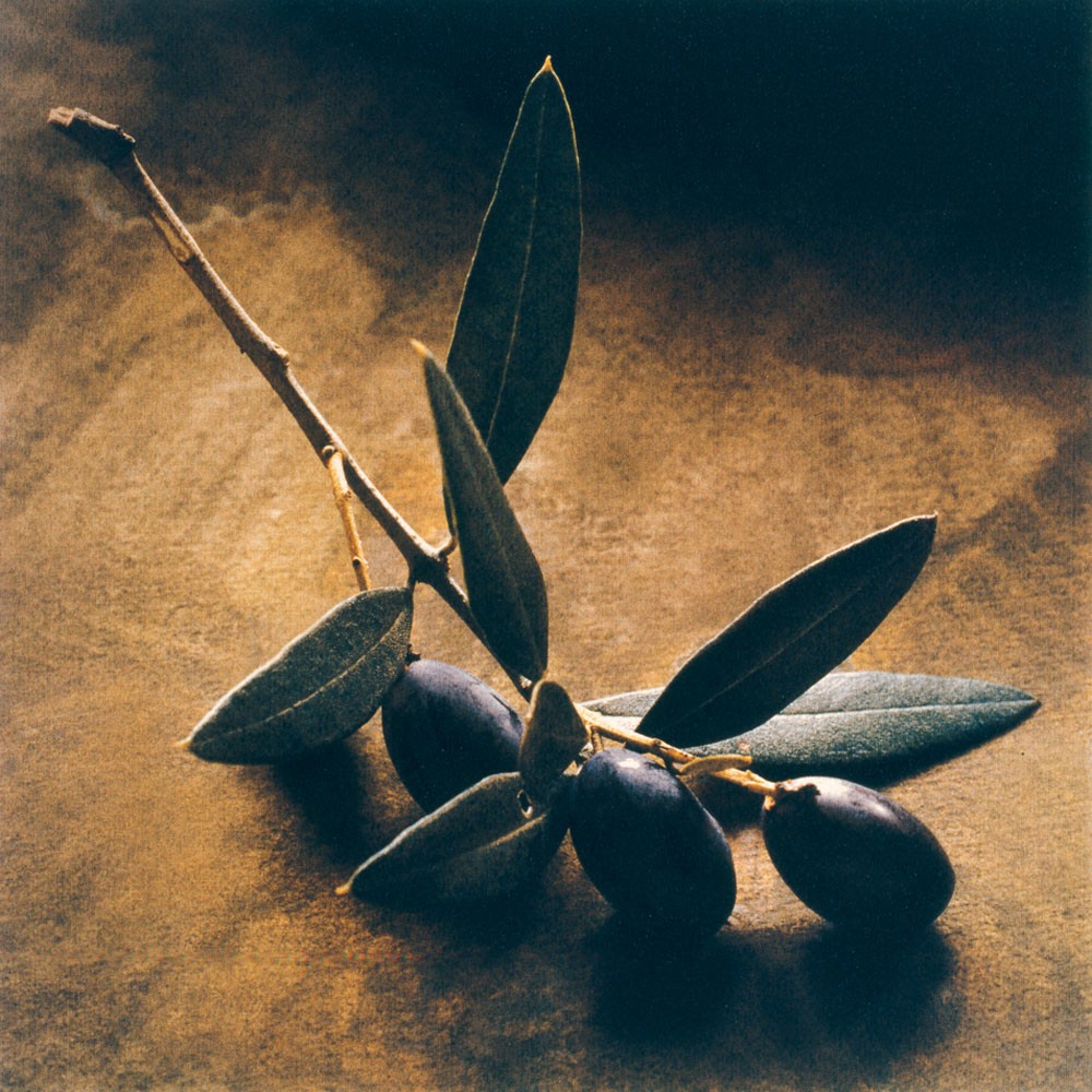 The Symbolism of the Olive Tree - The Flower Writer