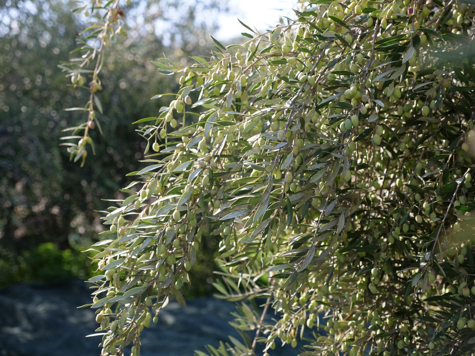 Koroneiki olive branches in a grelia grove in Crete